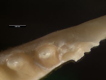 Media type: image;   Herpetology R-140102